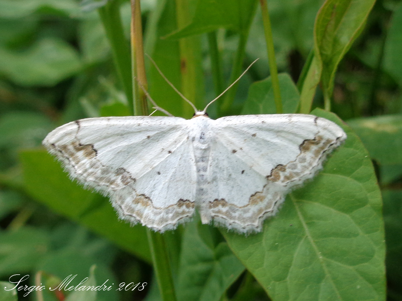 Geometridae